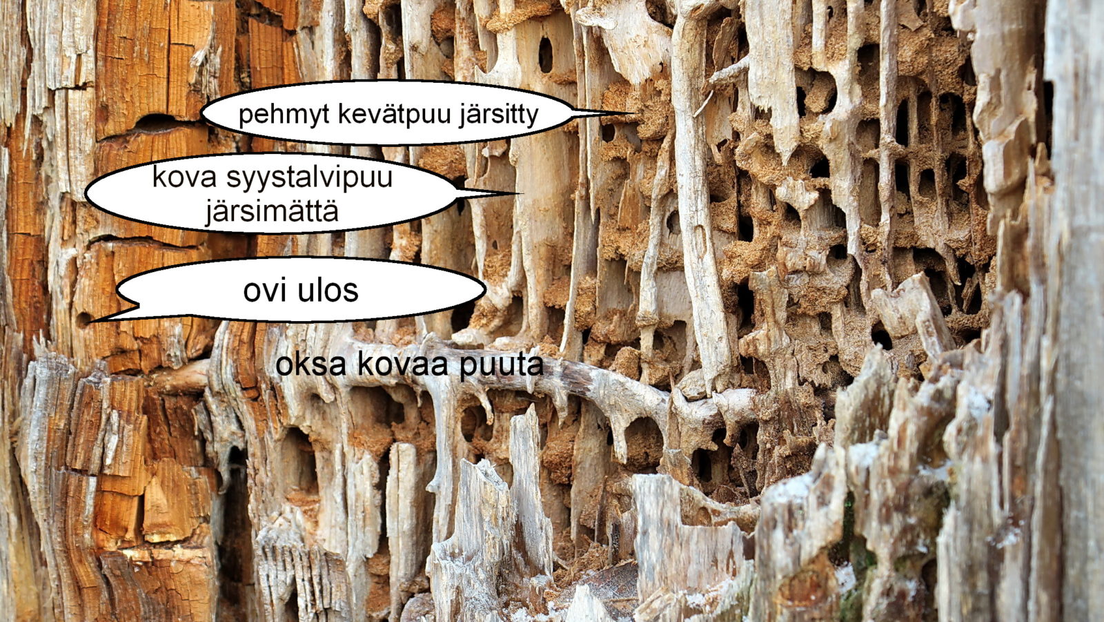 Valokuvaaja: Kirkinen Pauli