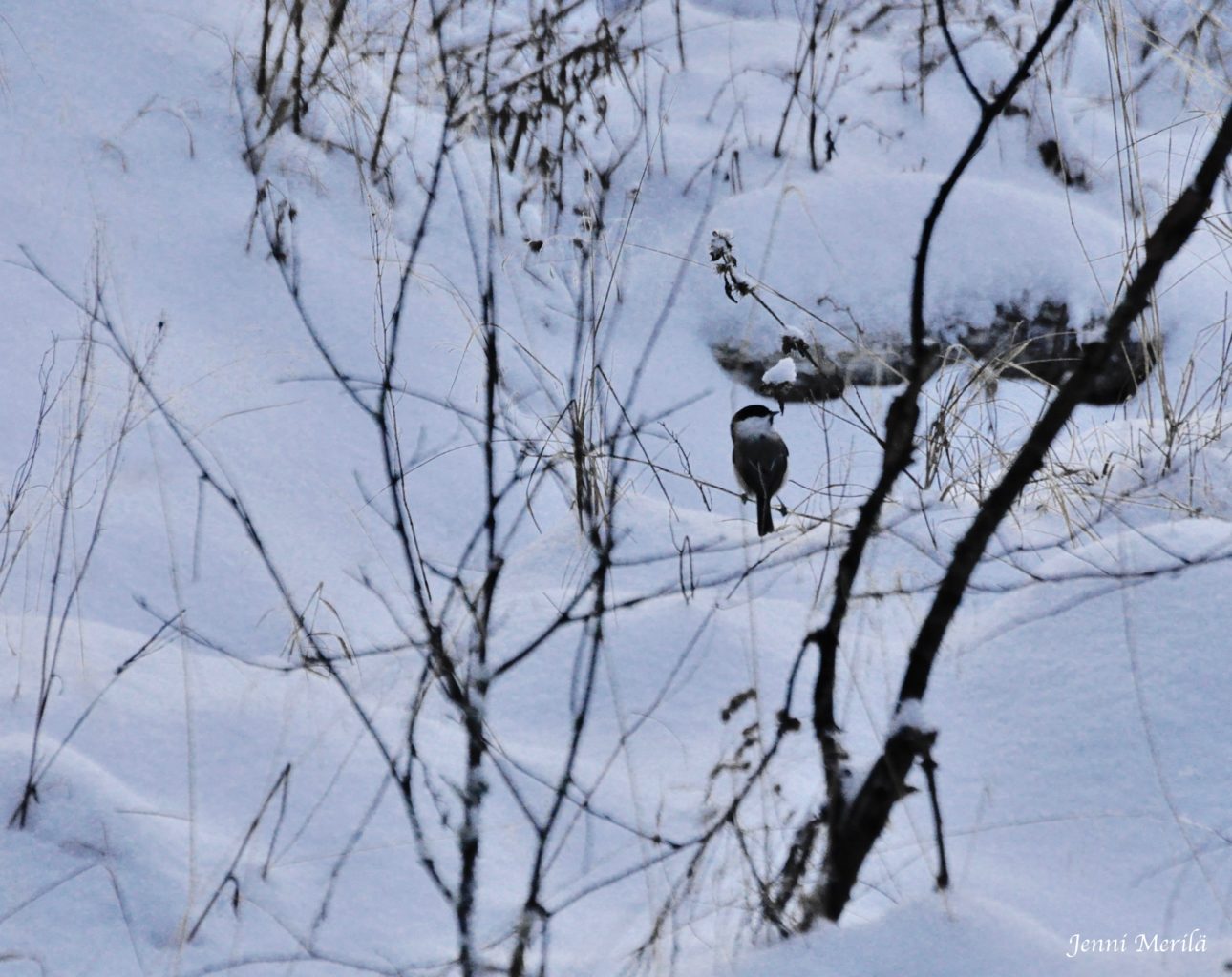 Valokuvaaja: Jenni Merilä