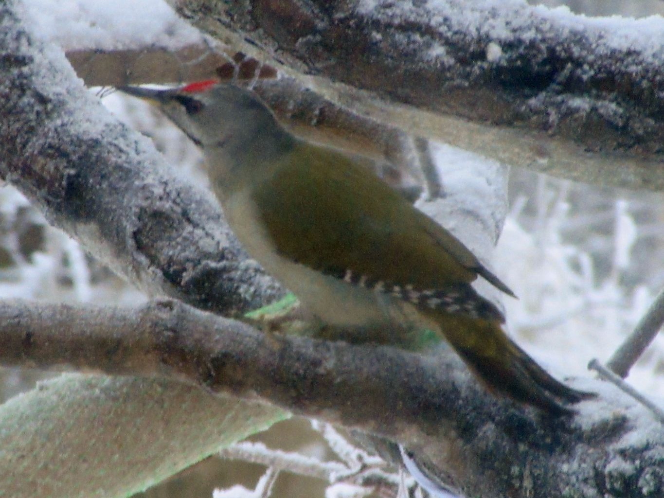 Valokuvaaja: Terttu Lautamäki