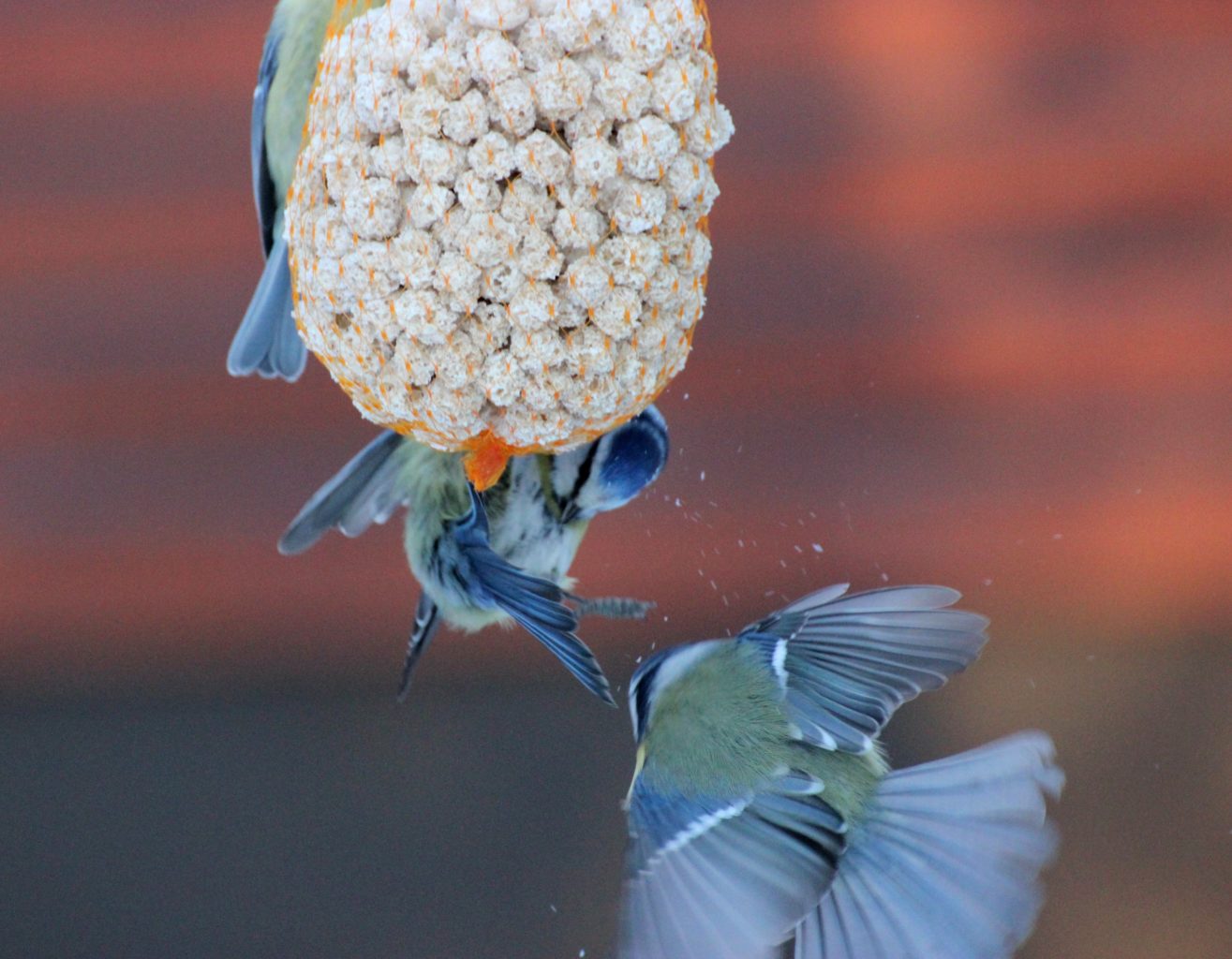 Valokuvaaja: Irja Lehtinen