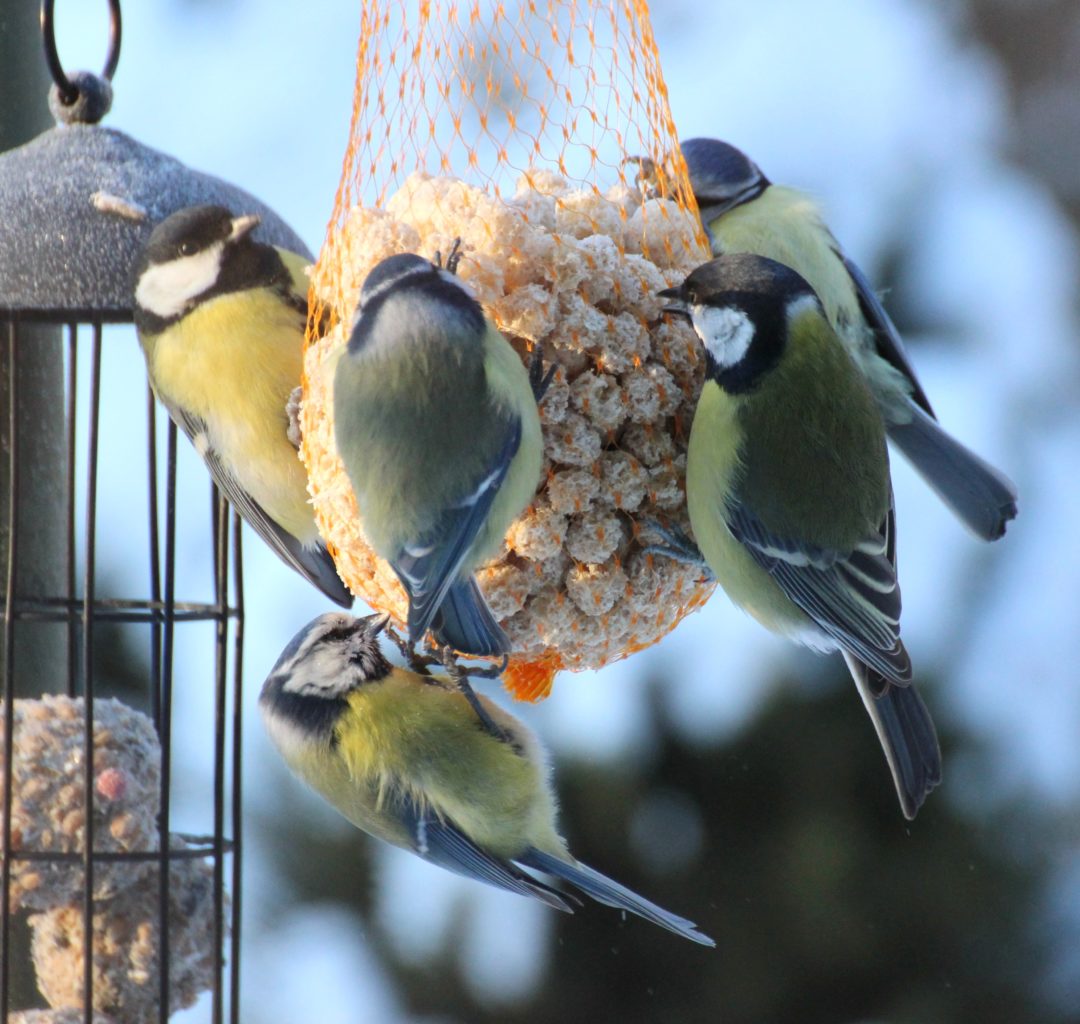 Valokuvaaja: Irja Lehtinen