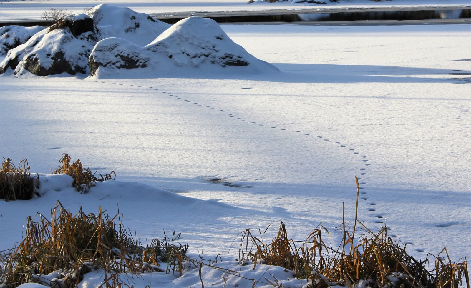 Valokuvaaja: Irja Lehtinen