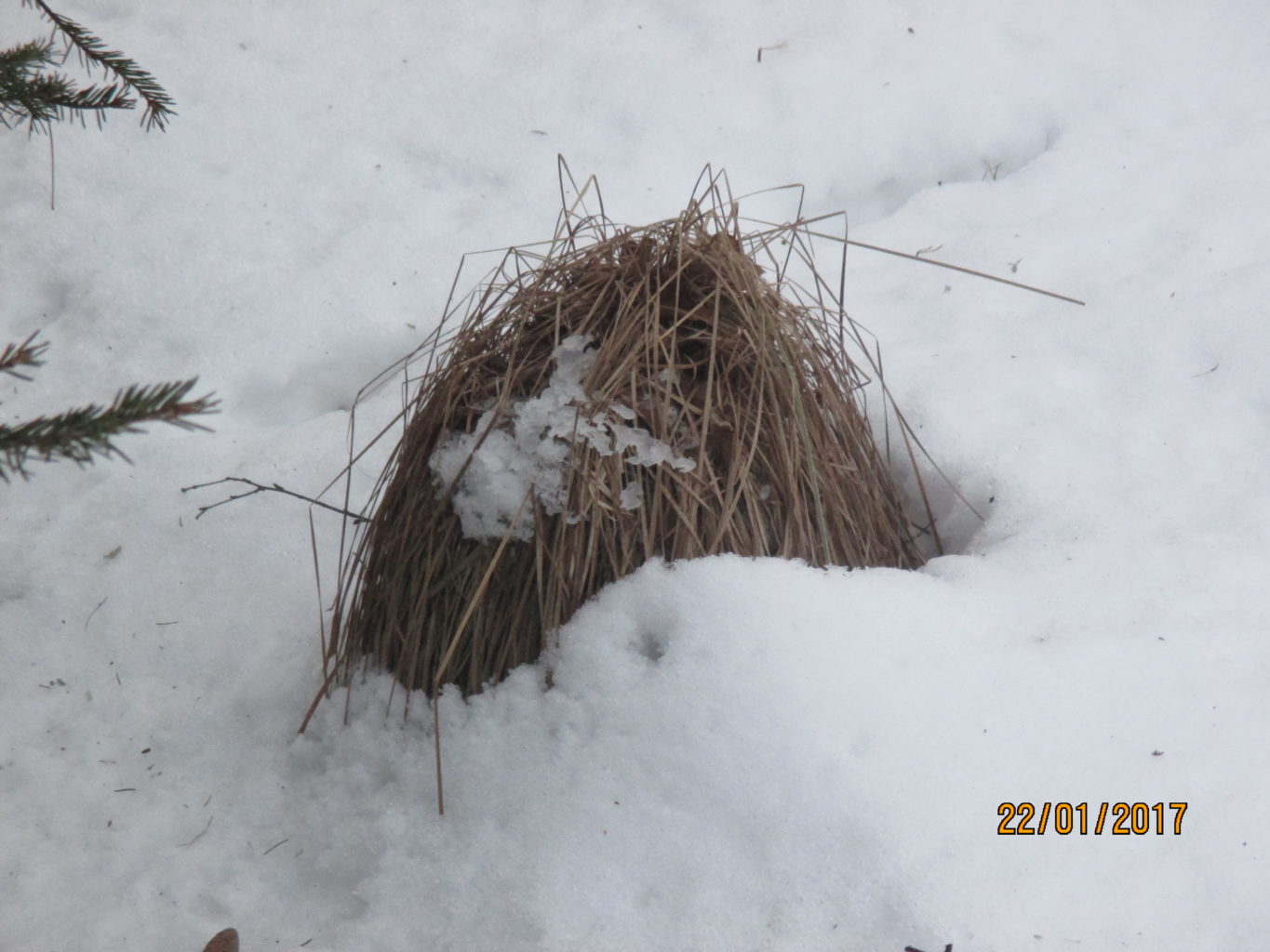 Valokuvaaja: yrjo lukkari