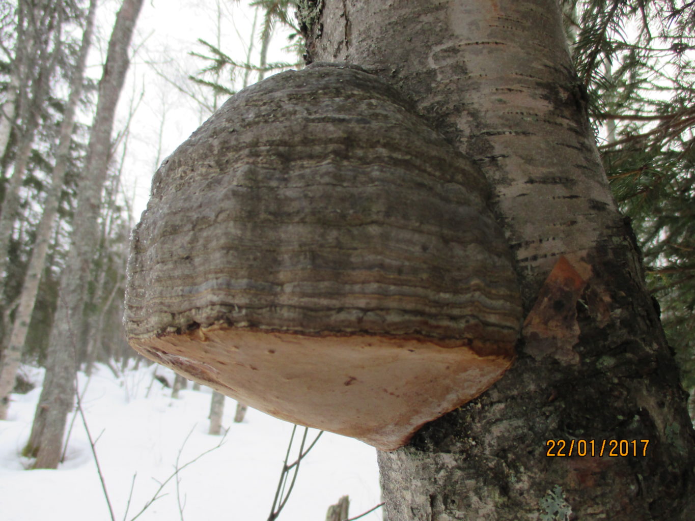 Valokuvaaja: yrjo lukkari