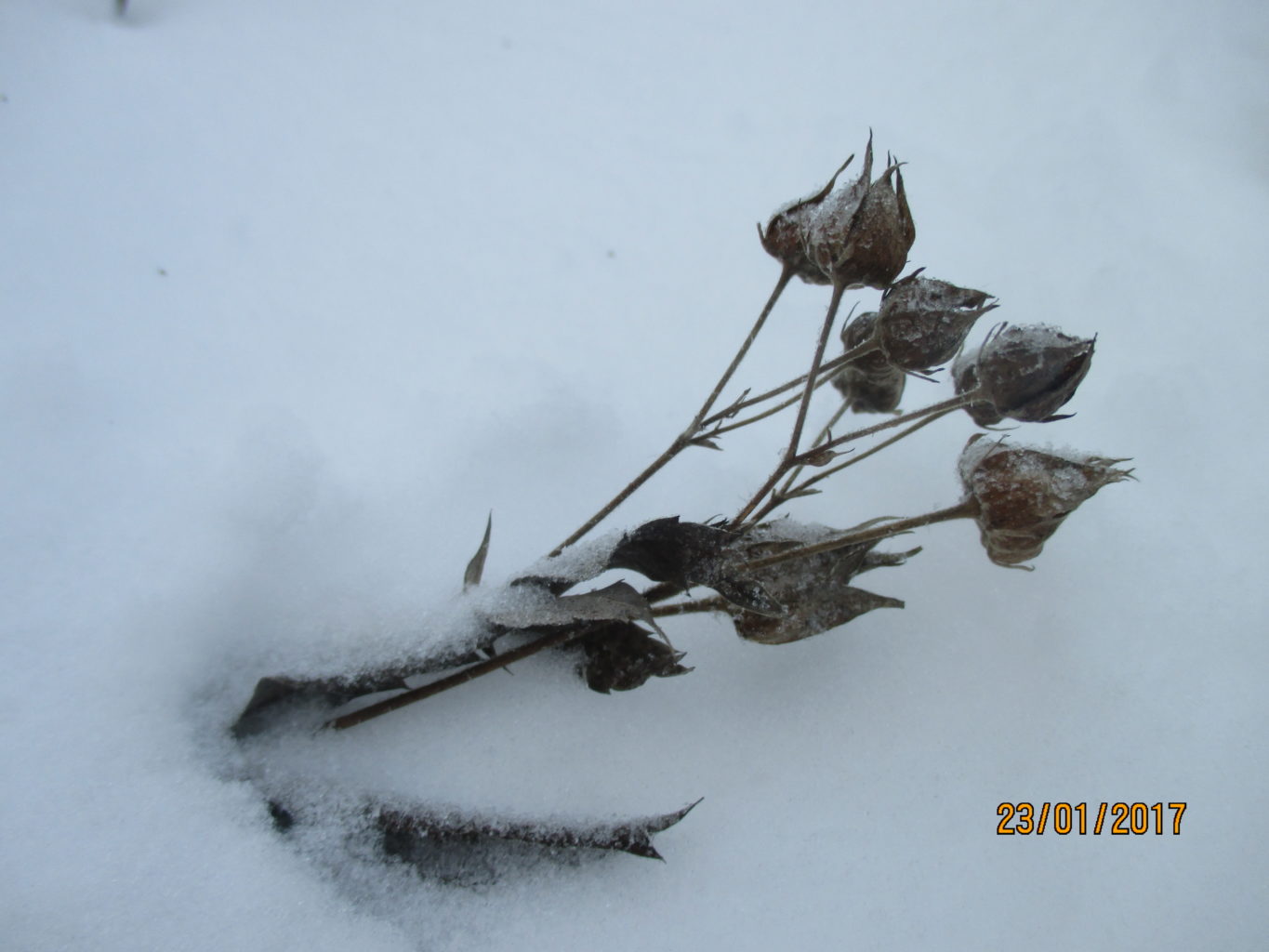 Valokuvaaja: yrjo lukkari