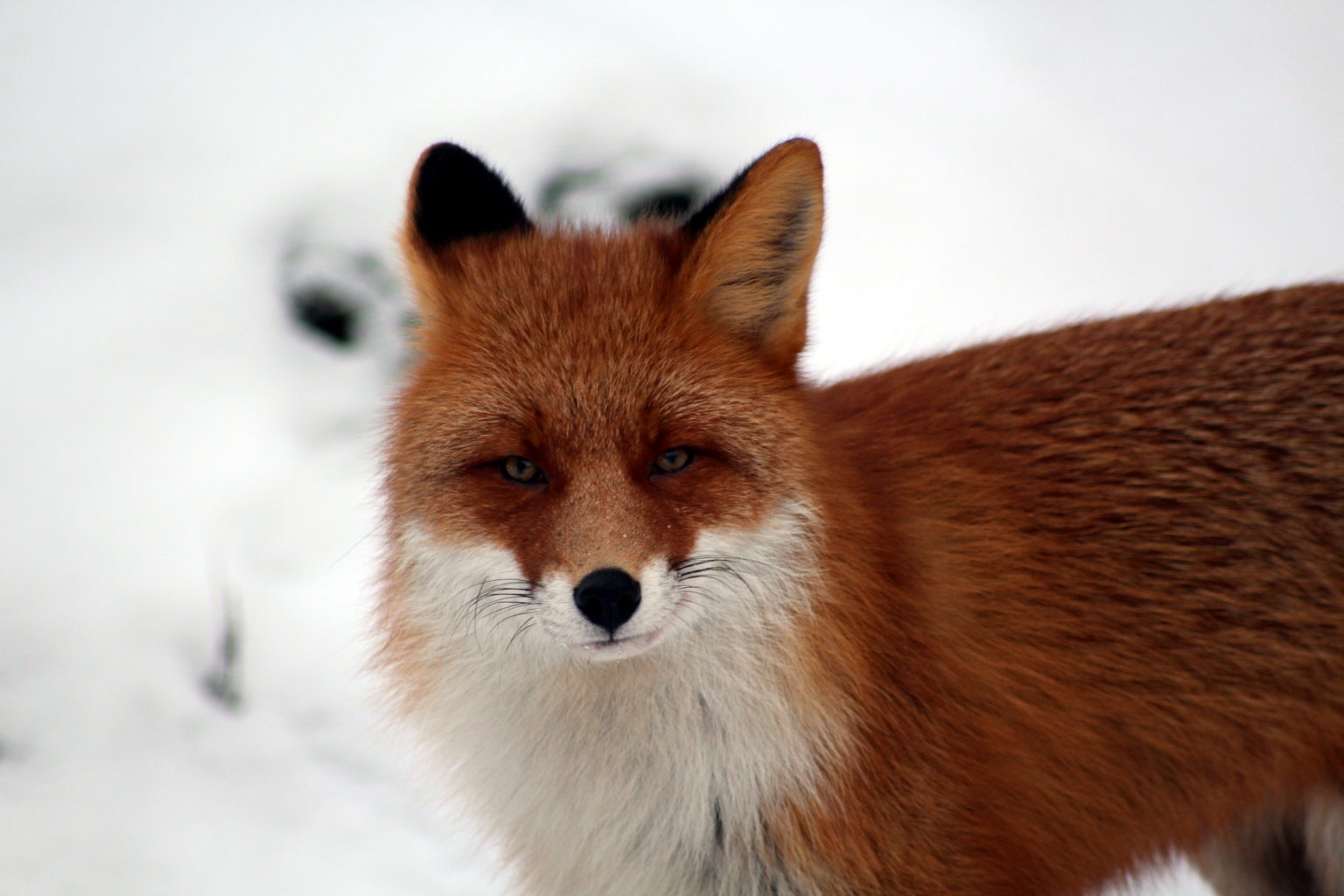 Valokuvaaja: Ville Forss