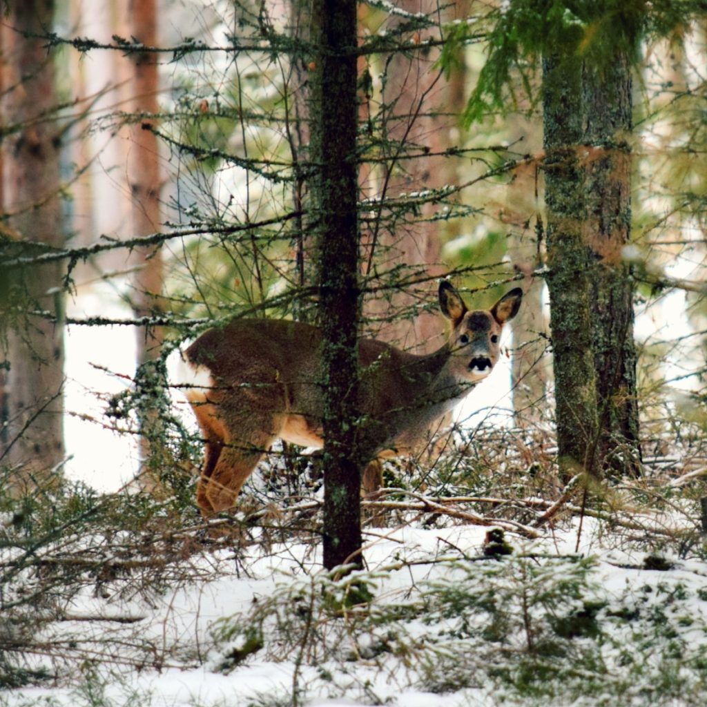 Valokuvaaja: Karoliina Iso-Ropo