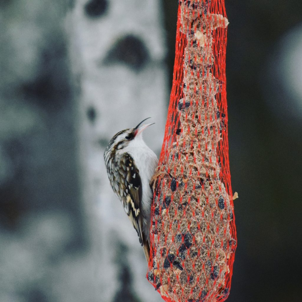 Valokuvaaja: Karoliina Iso-Ropo
