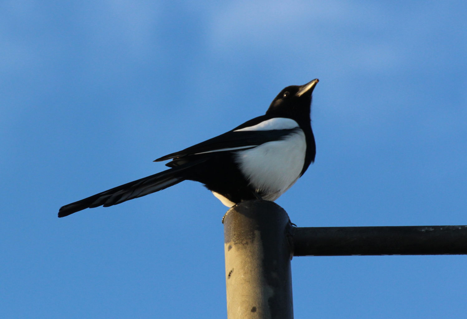 Valokuvaaja: Irja Lehtinen