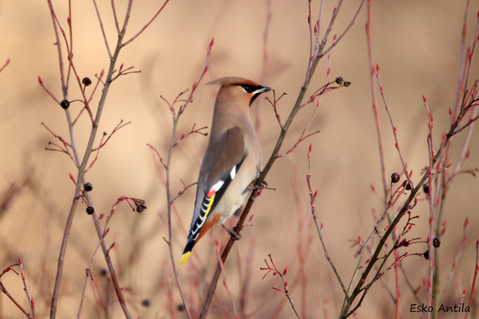 Valokuvaaja: Esko Antila