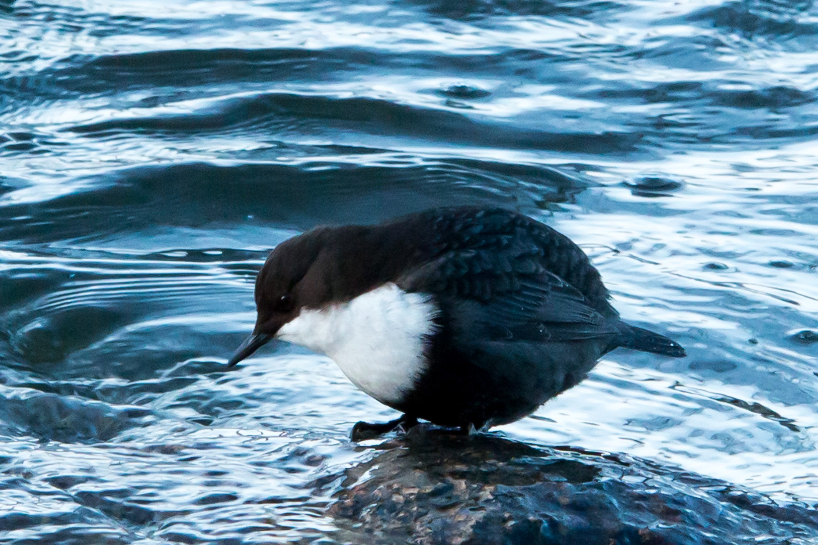Valokuvaaja: Ari Tapaninen