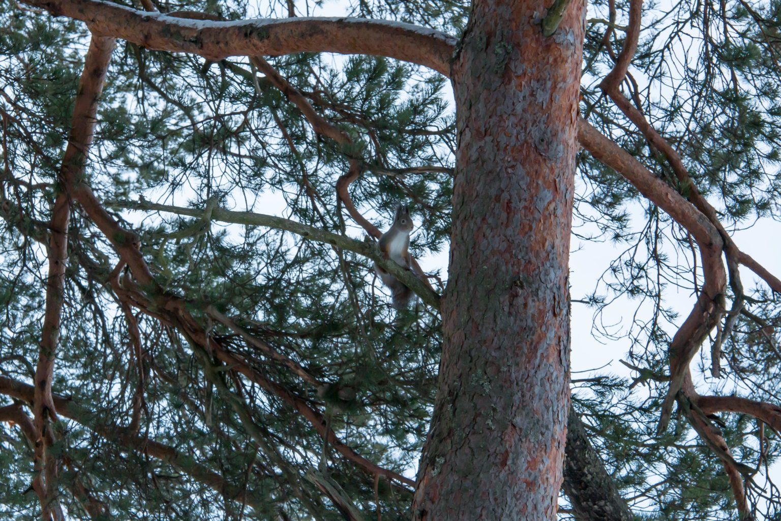 Valokuvaaja: Ari Tapaninen