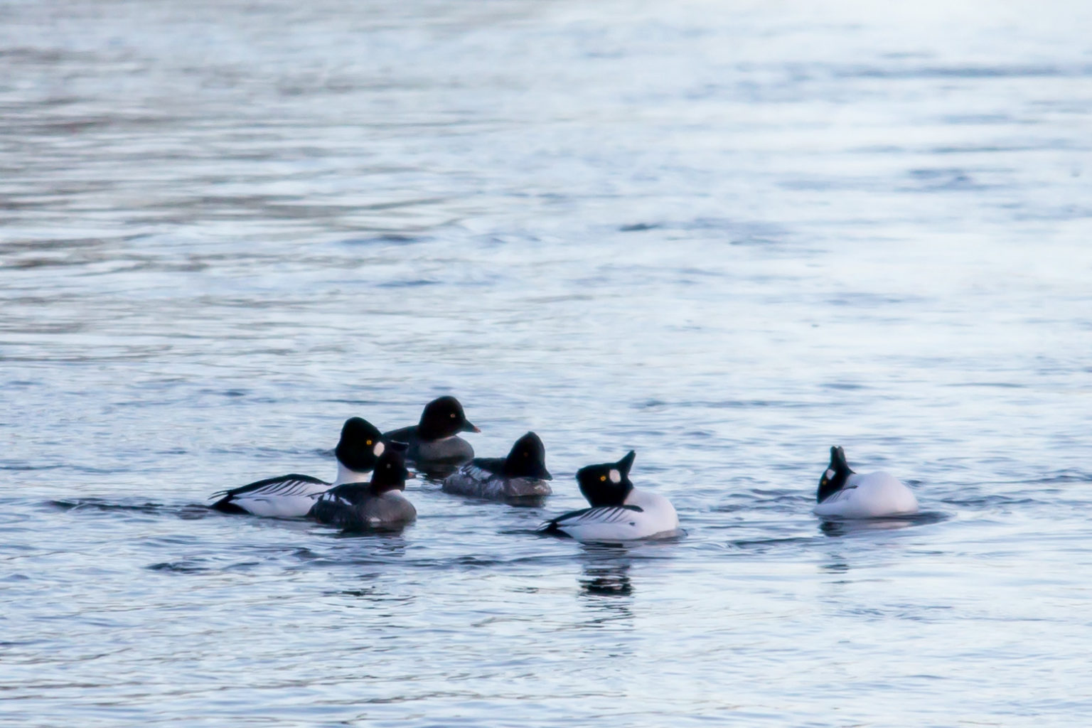 Valokuvaaja: Ari Tapaninen