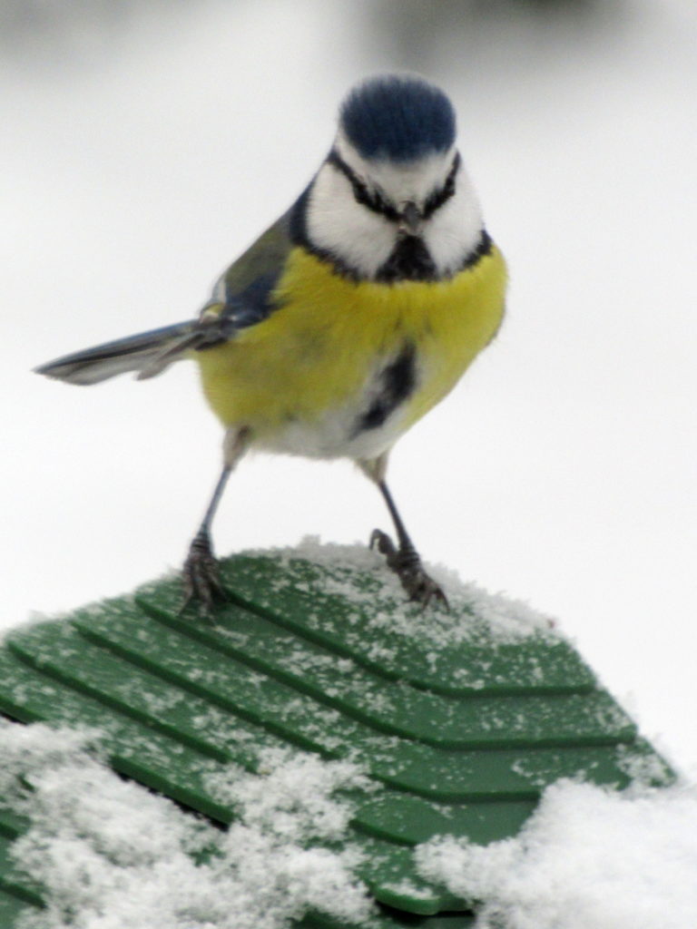Valokuvaaja: Sirkka Ruotoistenmäki