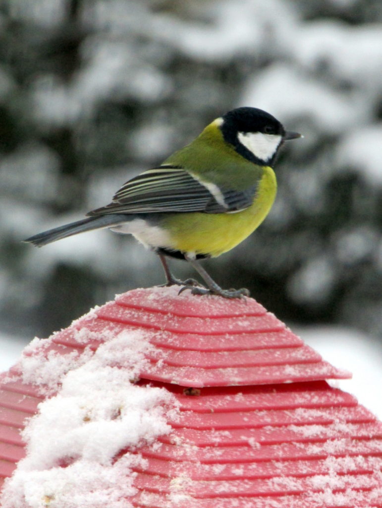 Valokuvaaja: s Valokuvaaja: s