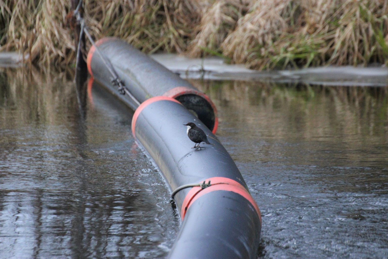 Valokuvaaja: Irja Lehtinen Valokuvaaja: Irja Lehtinen