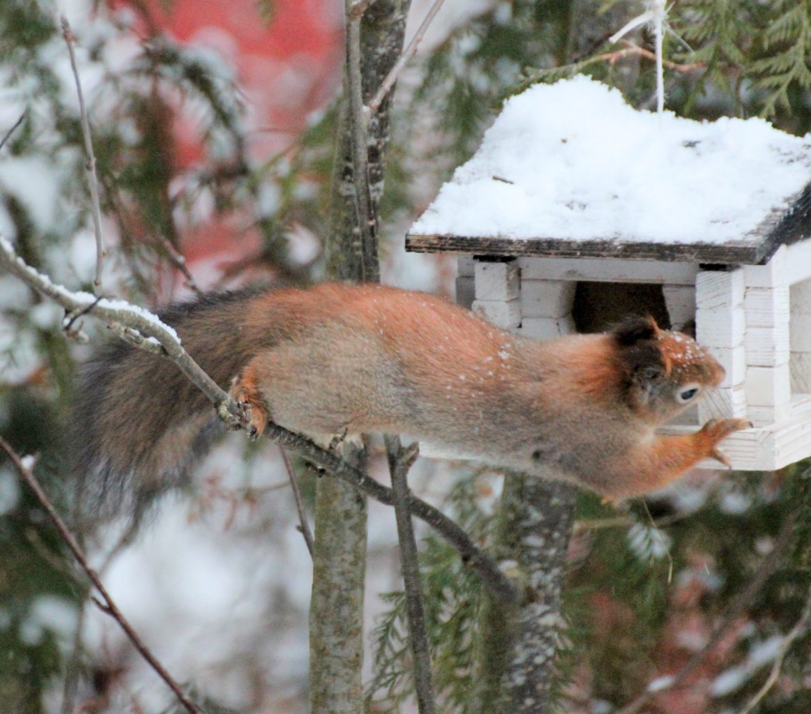 Valokuvaaja: Irja Lehtinen