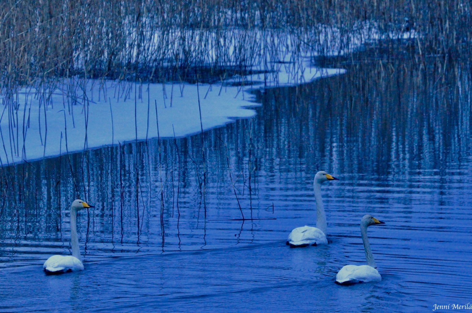 Valokuvaaja: Jenni Merilä
