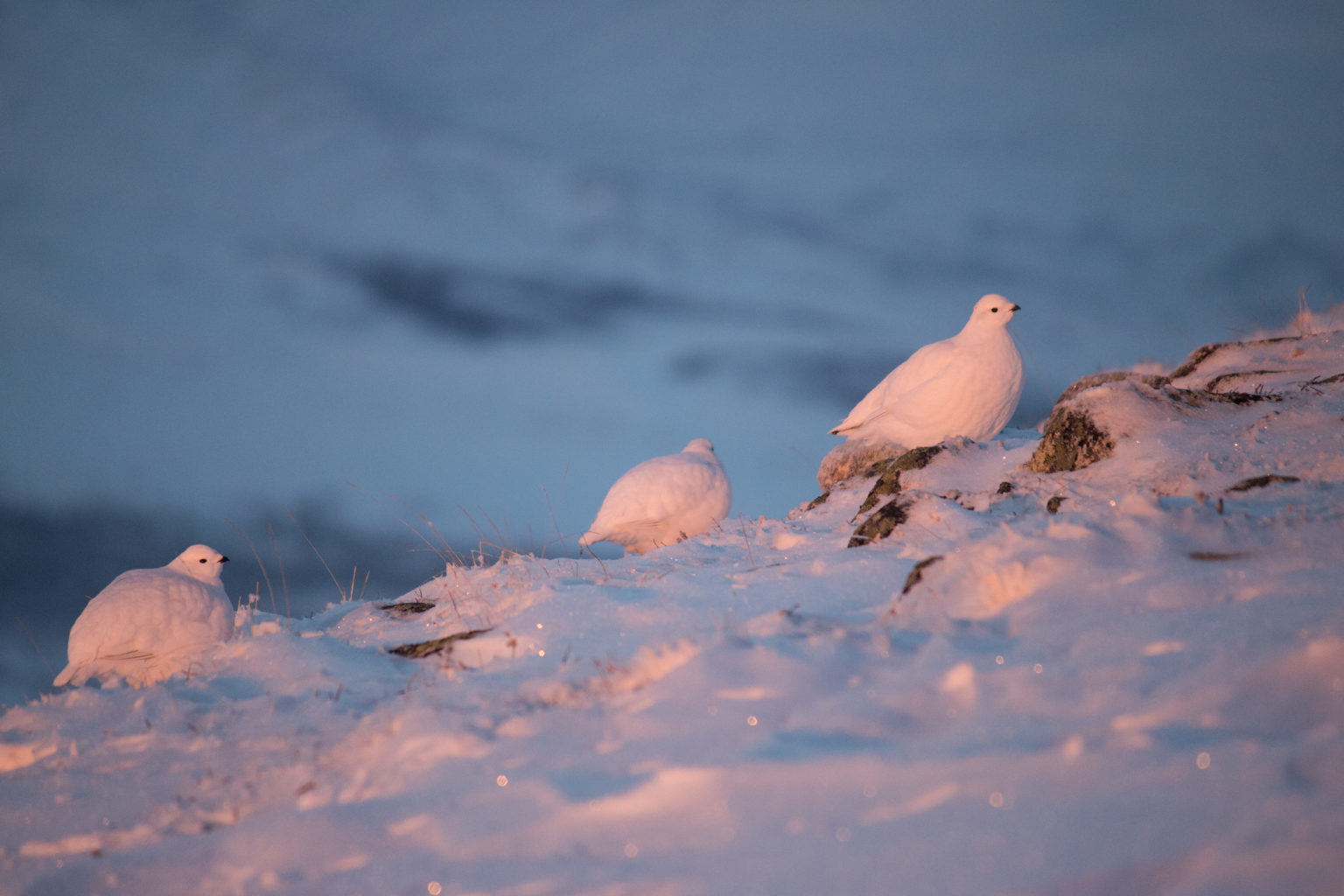 Valokuvaaja: Katri Niskanen