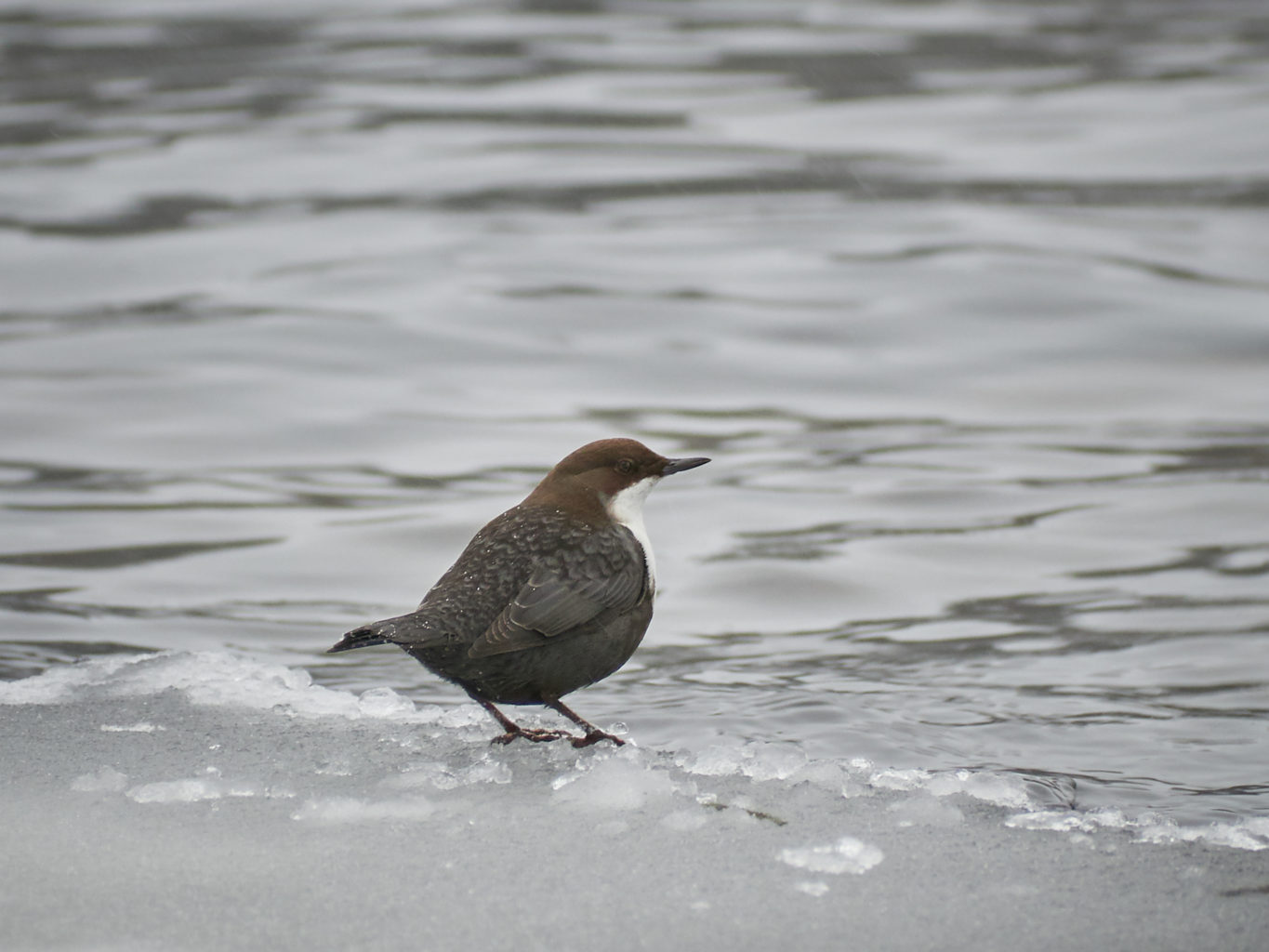 Valokuvaaja: Jouni Korhonen