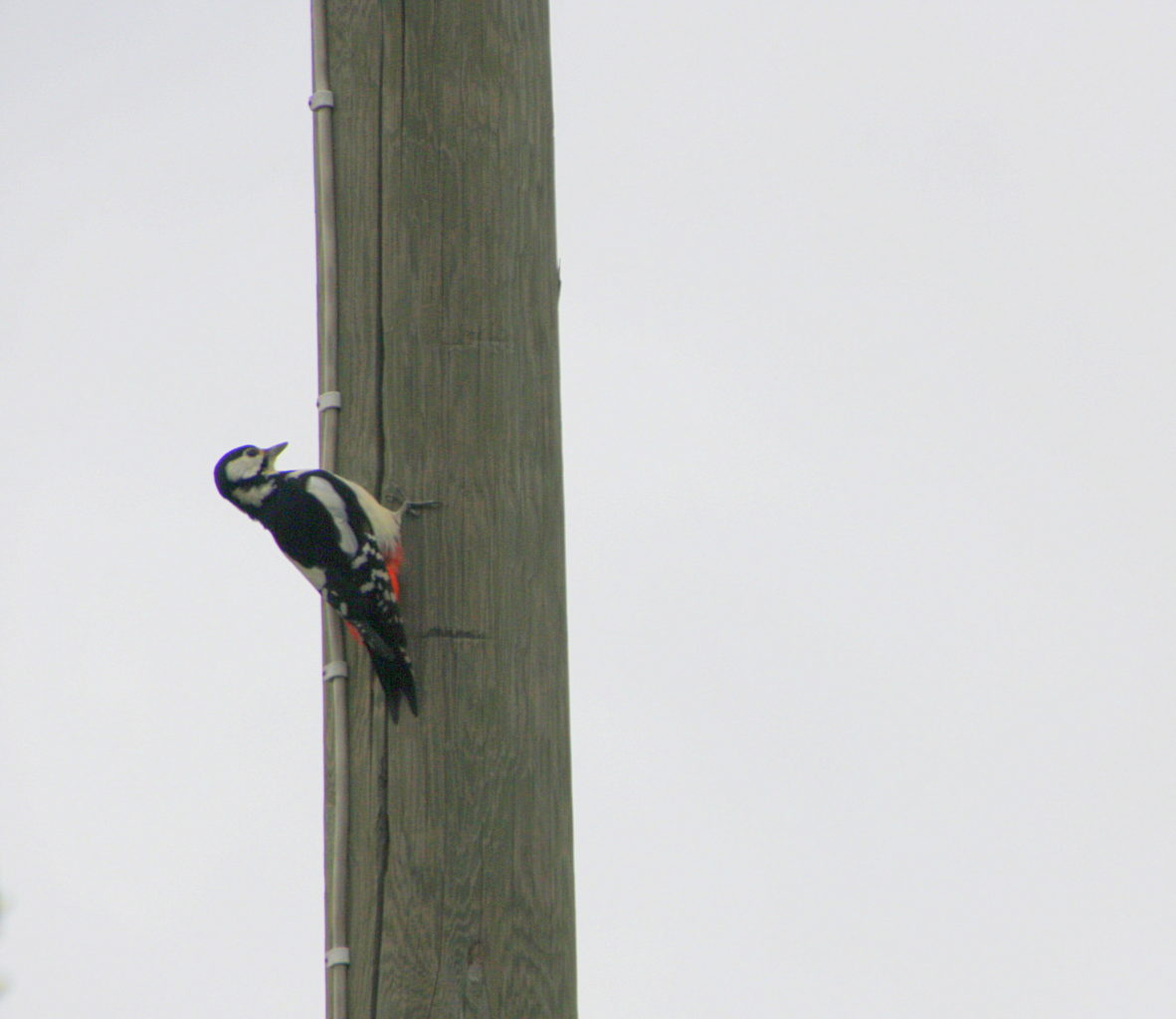 Valokuvaaja: Sirpa Jyske