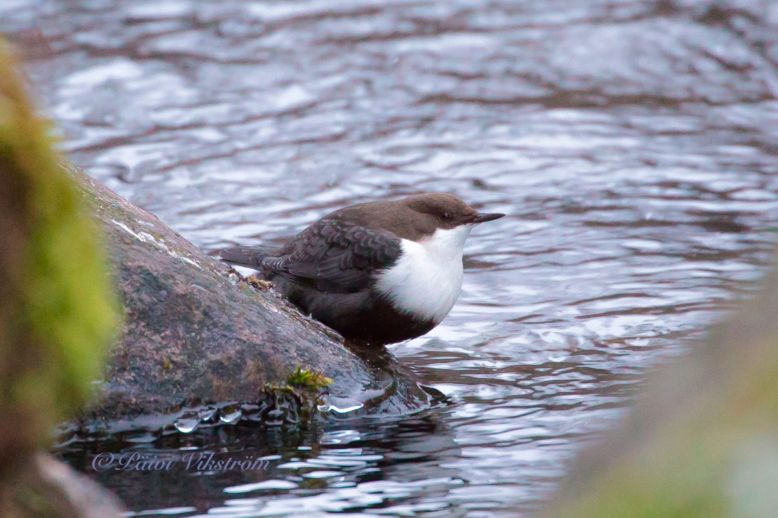 Valokuvaaja: Päivi Vikström