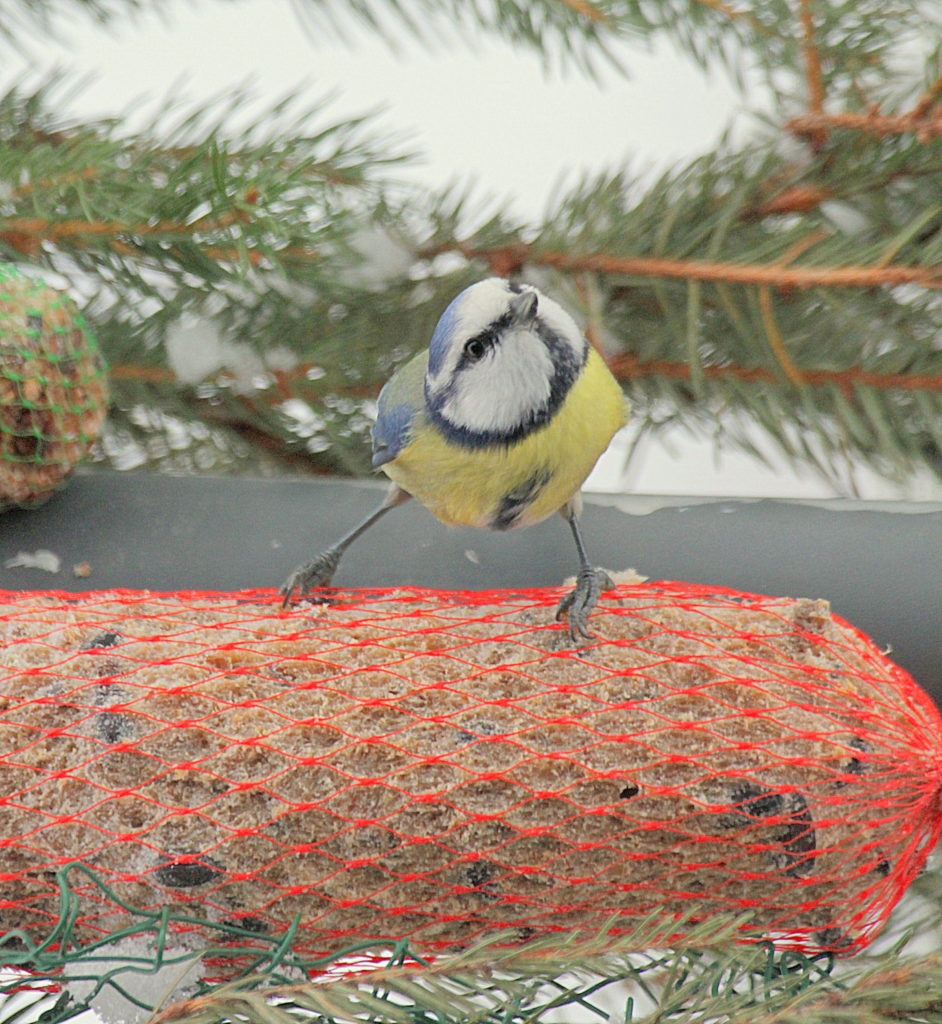 Valokuvaaja: Sirpa Jyske