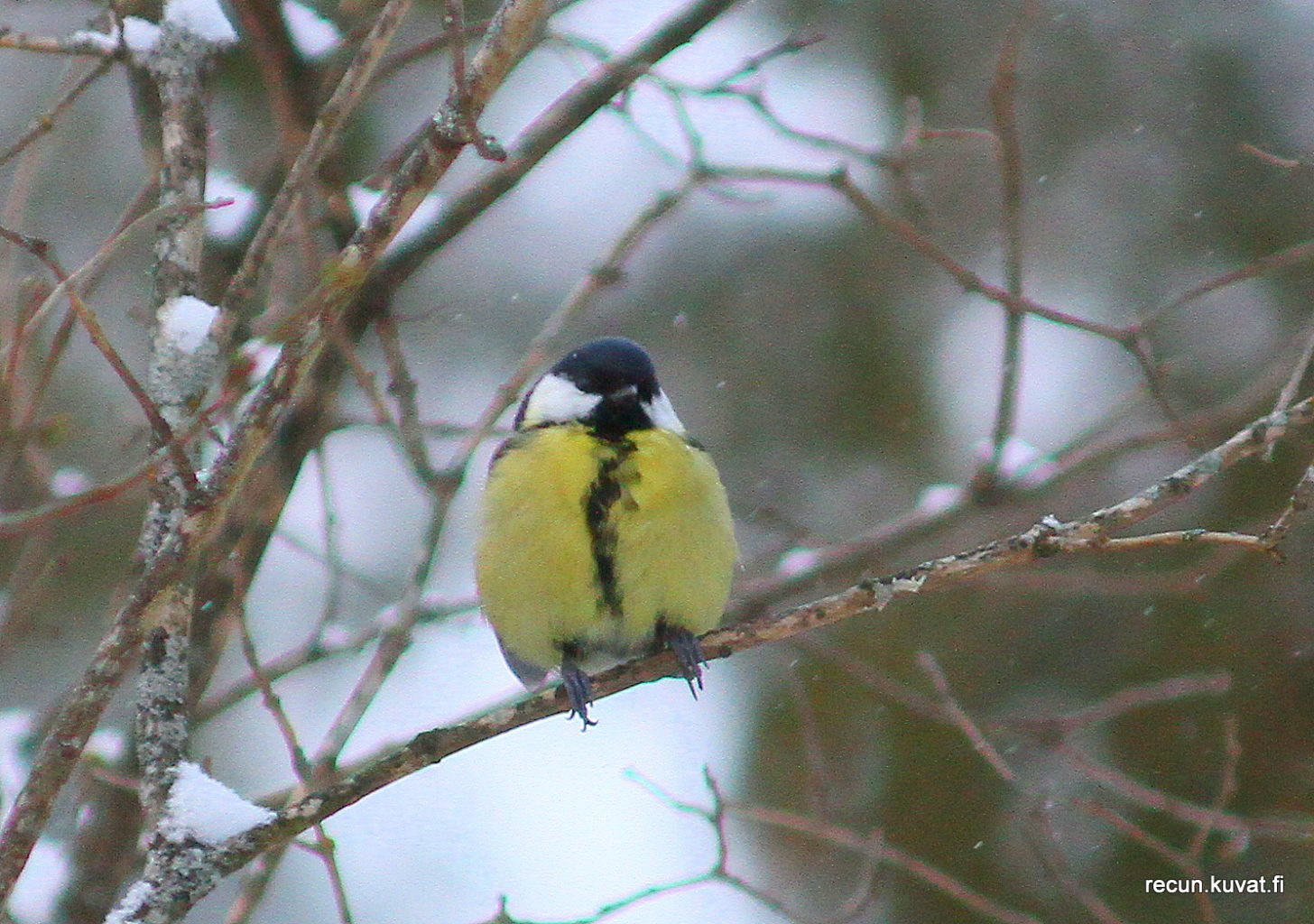 Valokuvaaja: Reijo Reccu Lehtonen