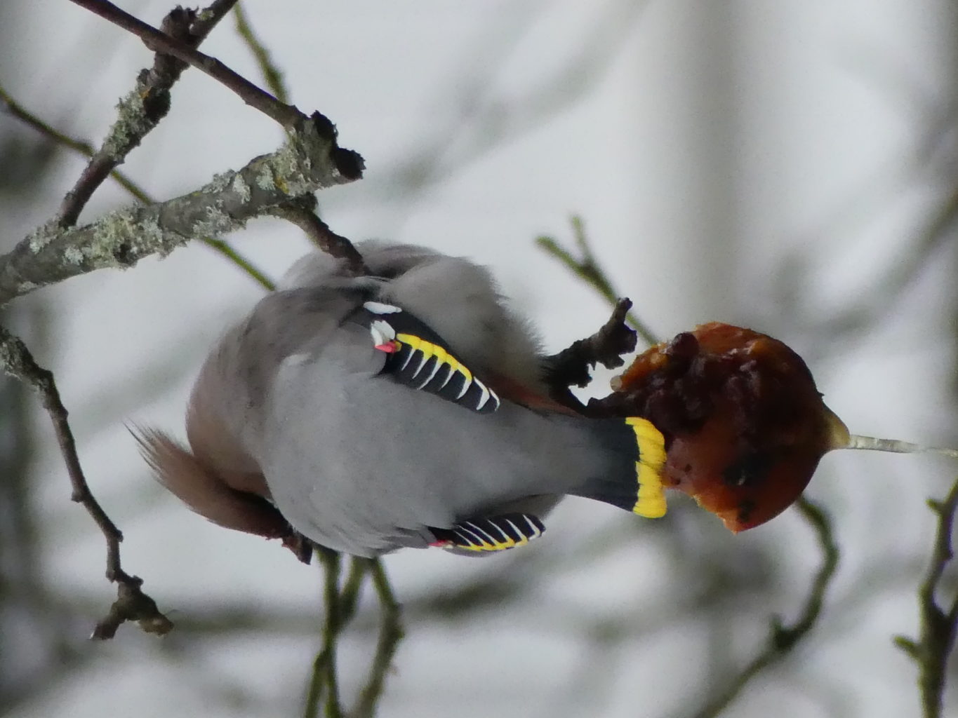 Valokuvaaja: Anssi Rantanen