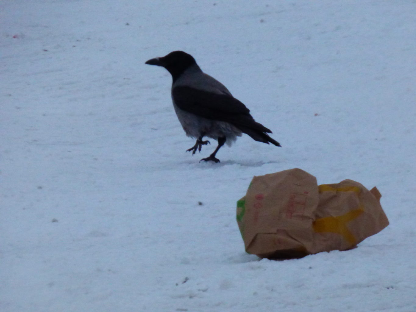 Valokuvaaja: hannu rissanen