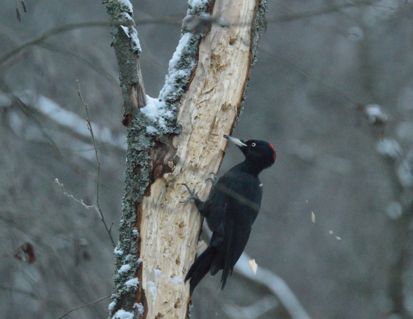 Valokuvaaja: Pentti Komulainen Valokuvaaja: Pentti Komulainen