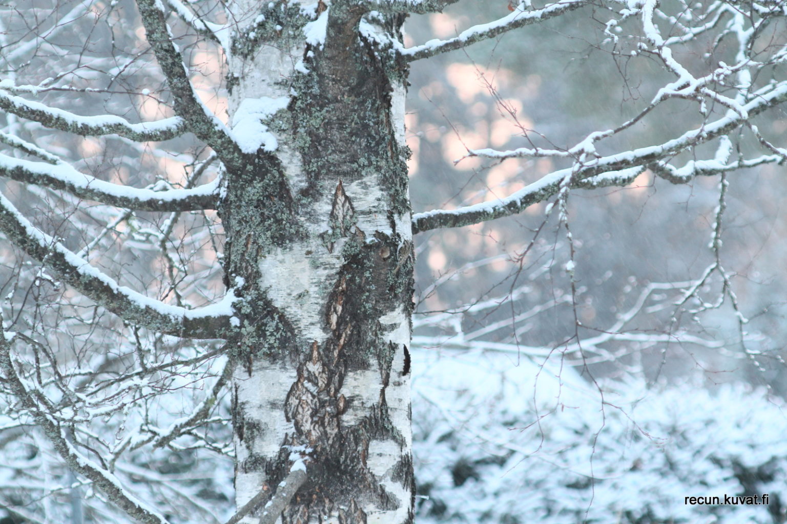 Valokuvaaja: Reijo Reccu Lehtonen Valokuvaaja: Reijo Reccu Lehtonen