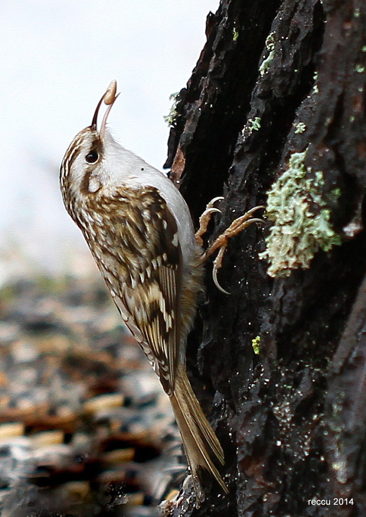 Valokuvaaja: Reijo Reccu Lehtonen