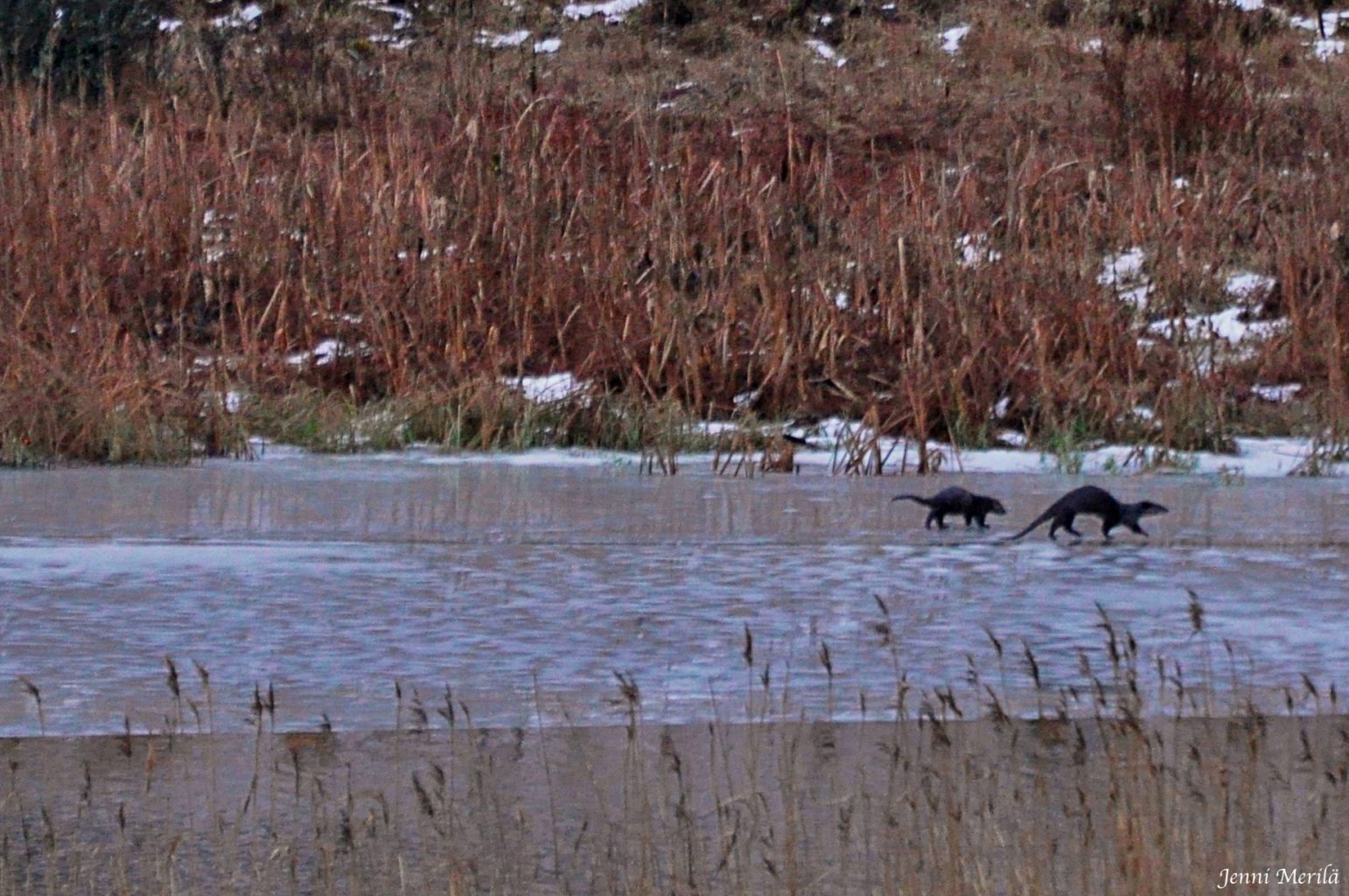 Valokuvaaja: Jenni Merilä