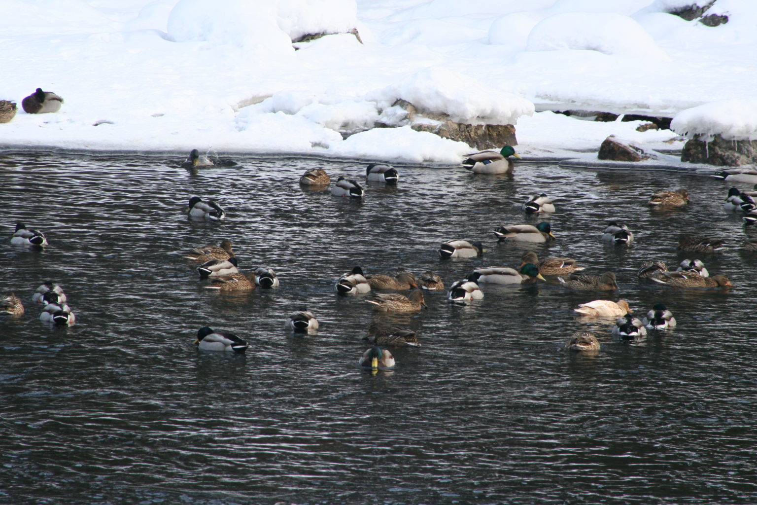 Valokuvaaja: Yrjö Meriläinen