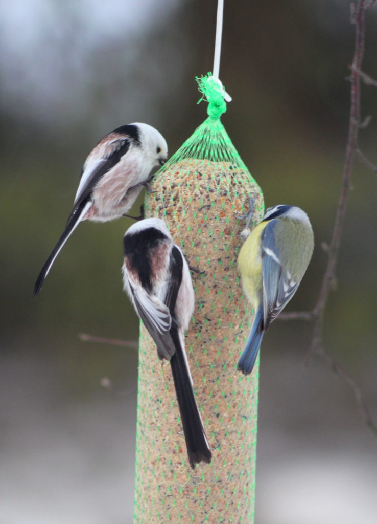 Valokuvaaja: Kaarlo Asikainen