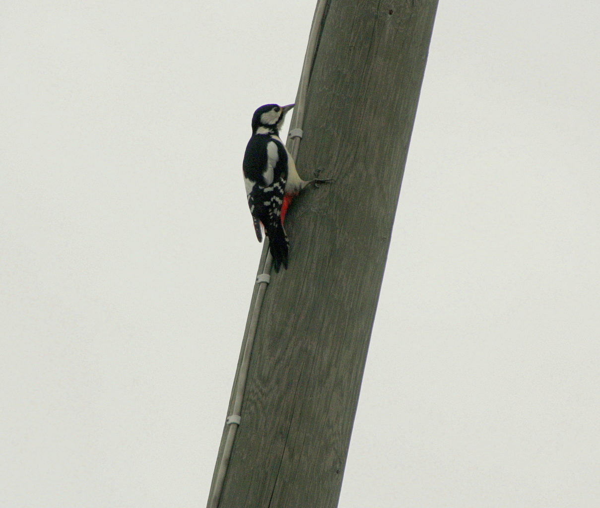 Valokuvaaja: Sirpa Jyske