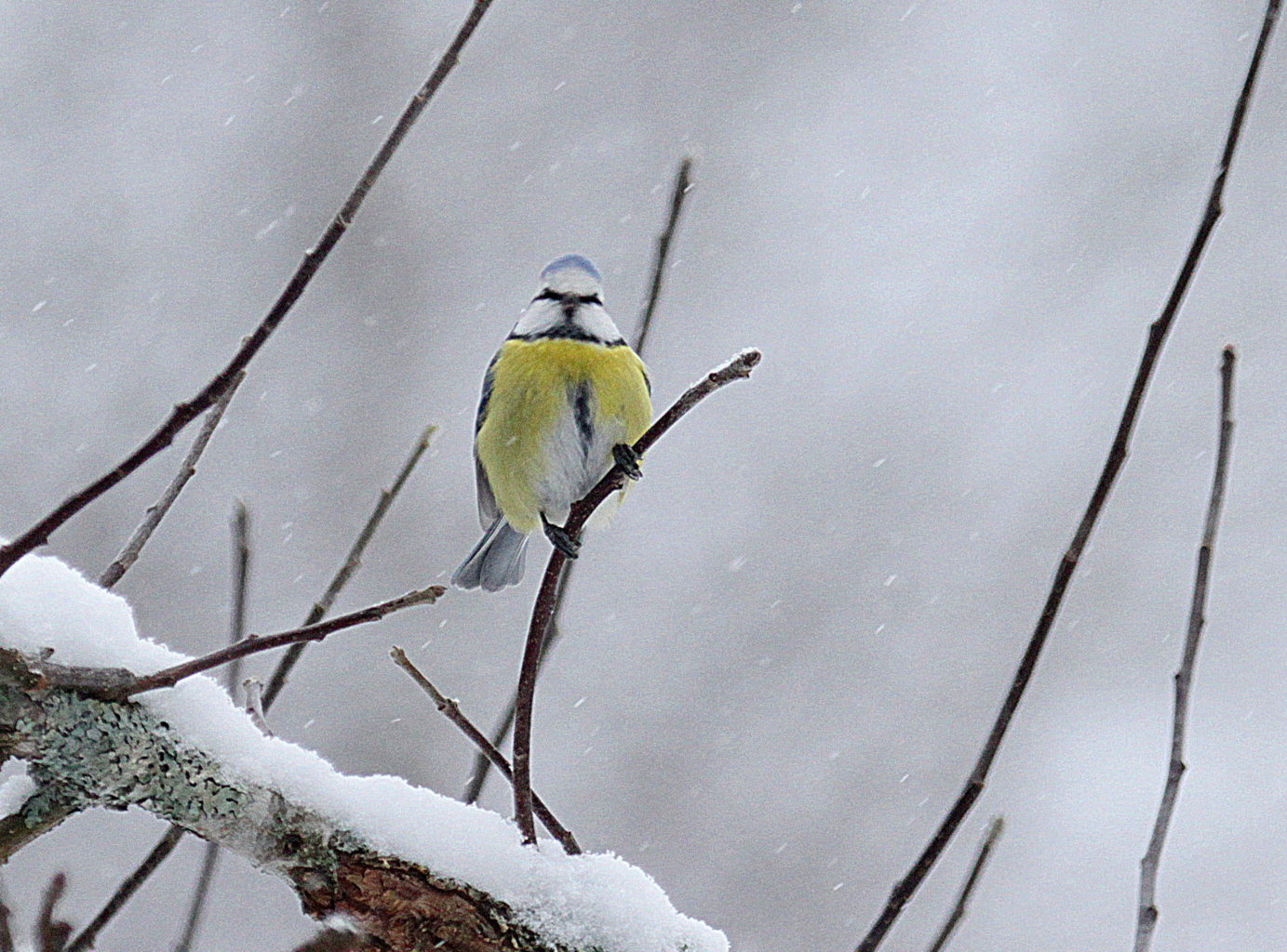 Valokuvaaja: Sirpa Jyske