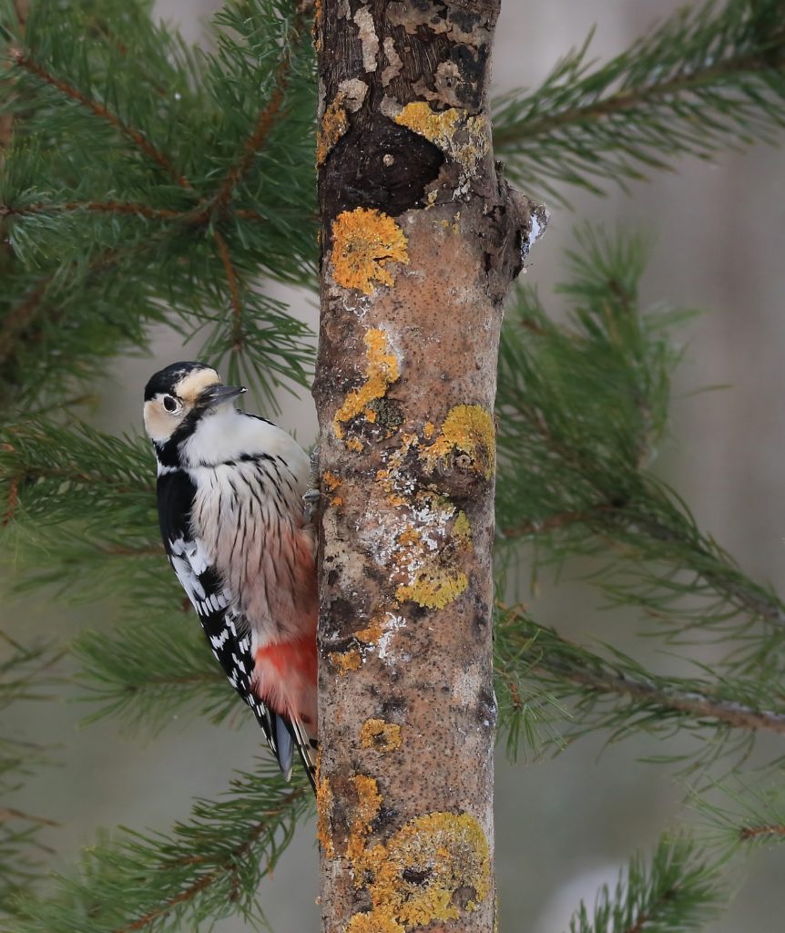 Valokuvaaja: Tuula Pirnes