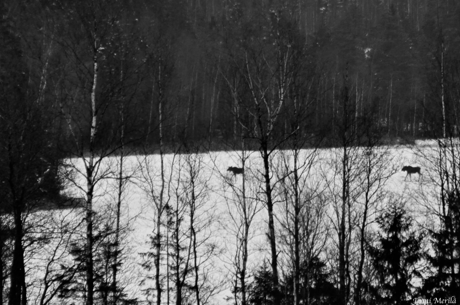 Valokuvaaja: Jenni Merilä