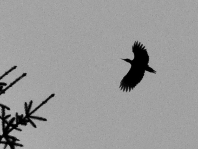 Valokuvaaja: Jenni merilä