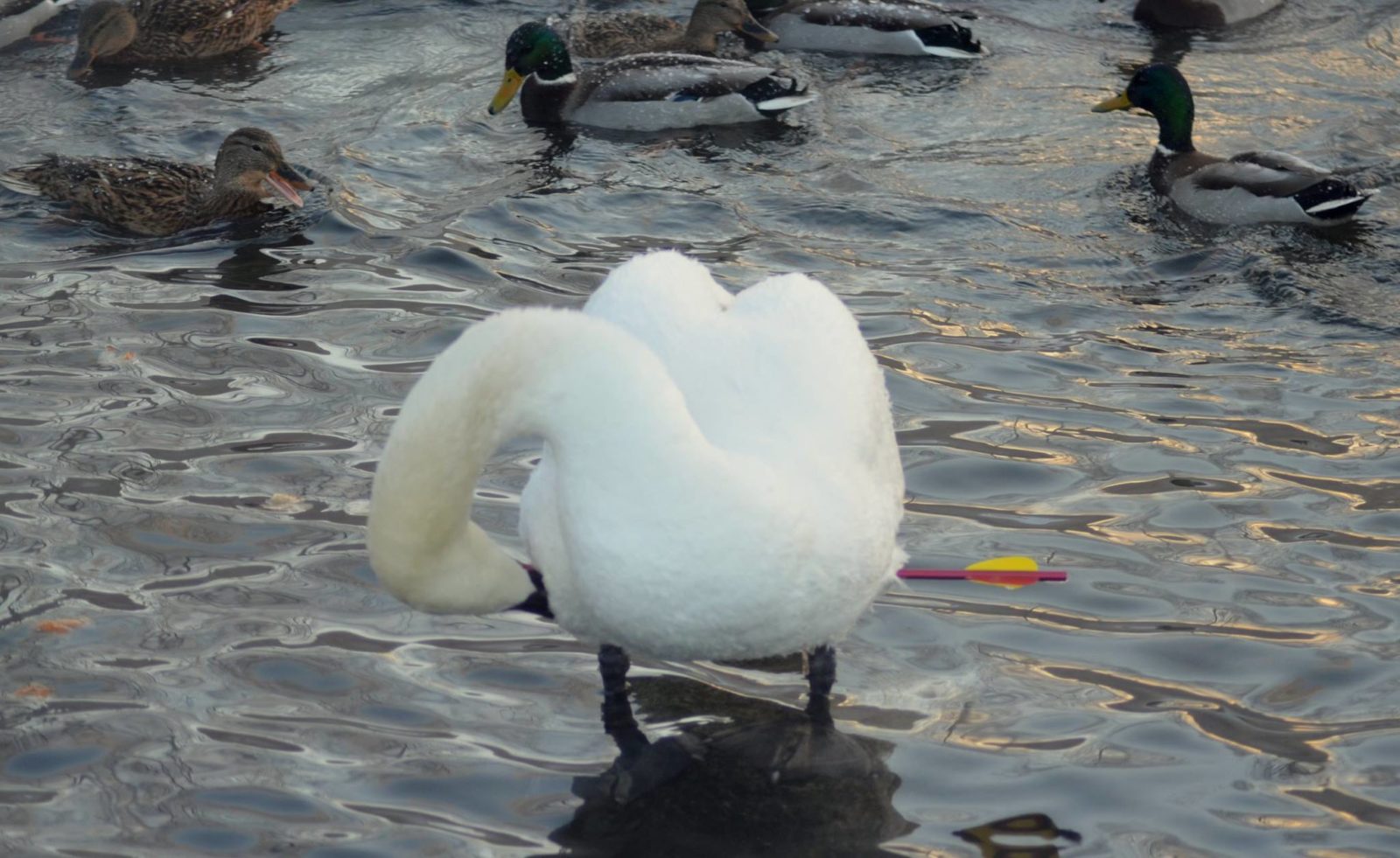 Valokuvaaja: Eija Varjola