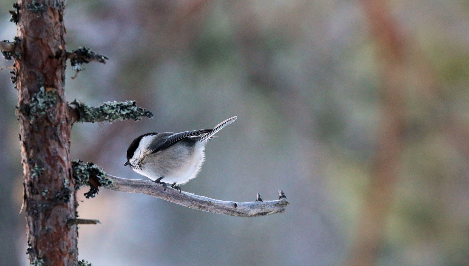 Valokuvaaja: Ahti Keränen