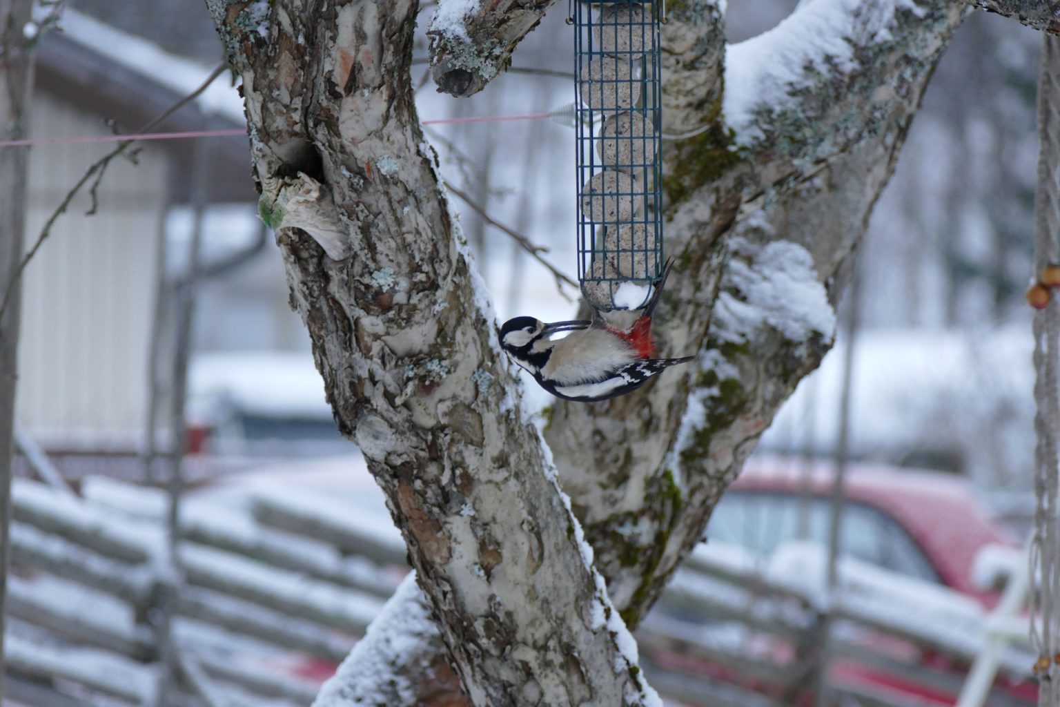 Valokuvaaja: Virpi Tenhunen