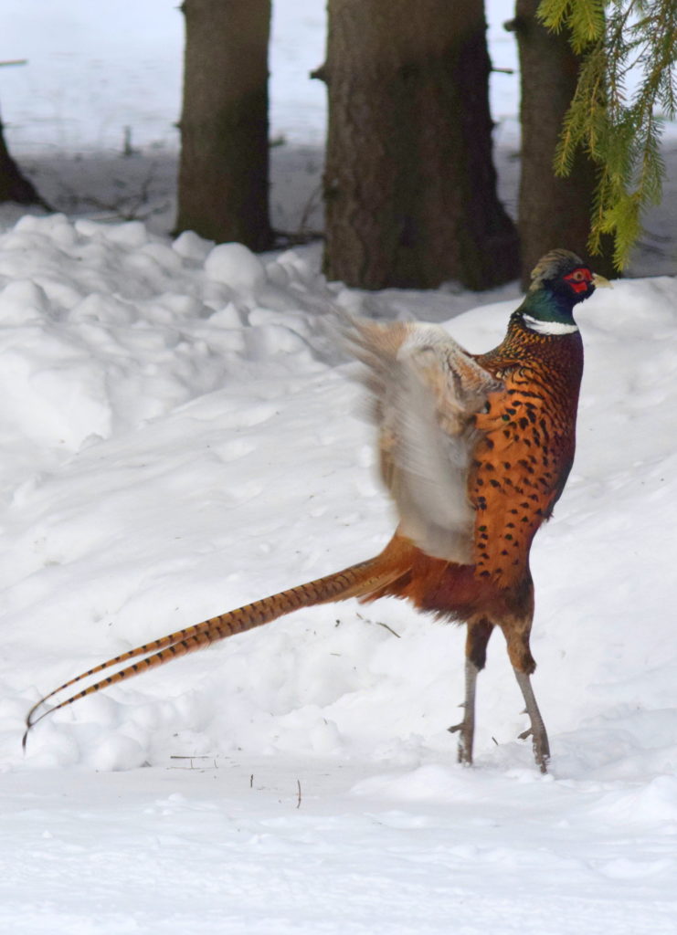 Valokuvaaja: Kalle Asikainen
