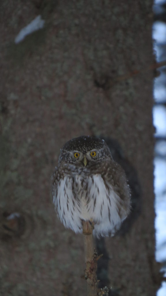 Valokuvaaja: Minna Kähkönen