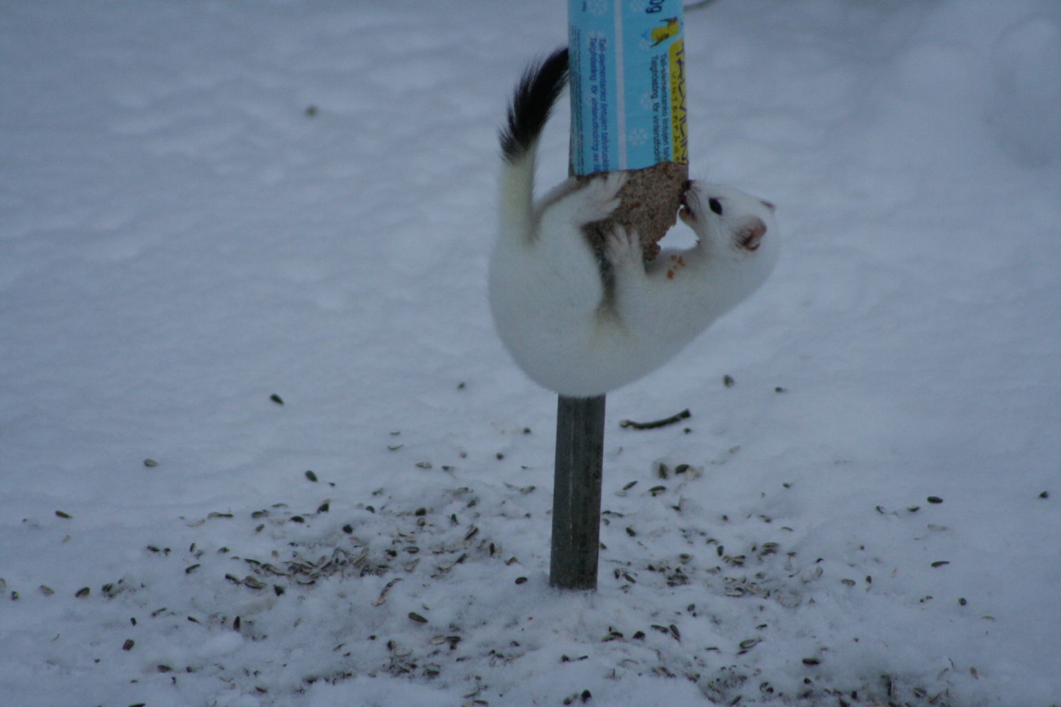 Valokuvaaja: Yrjö Meriläinen