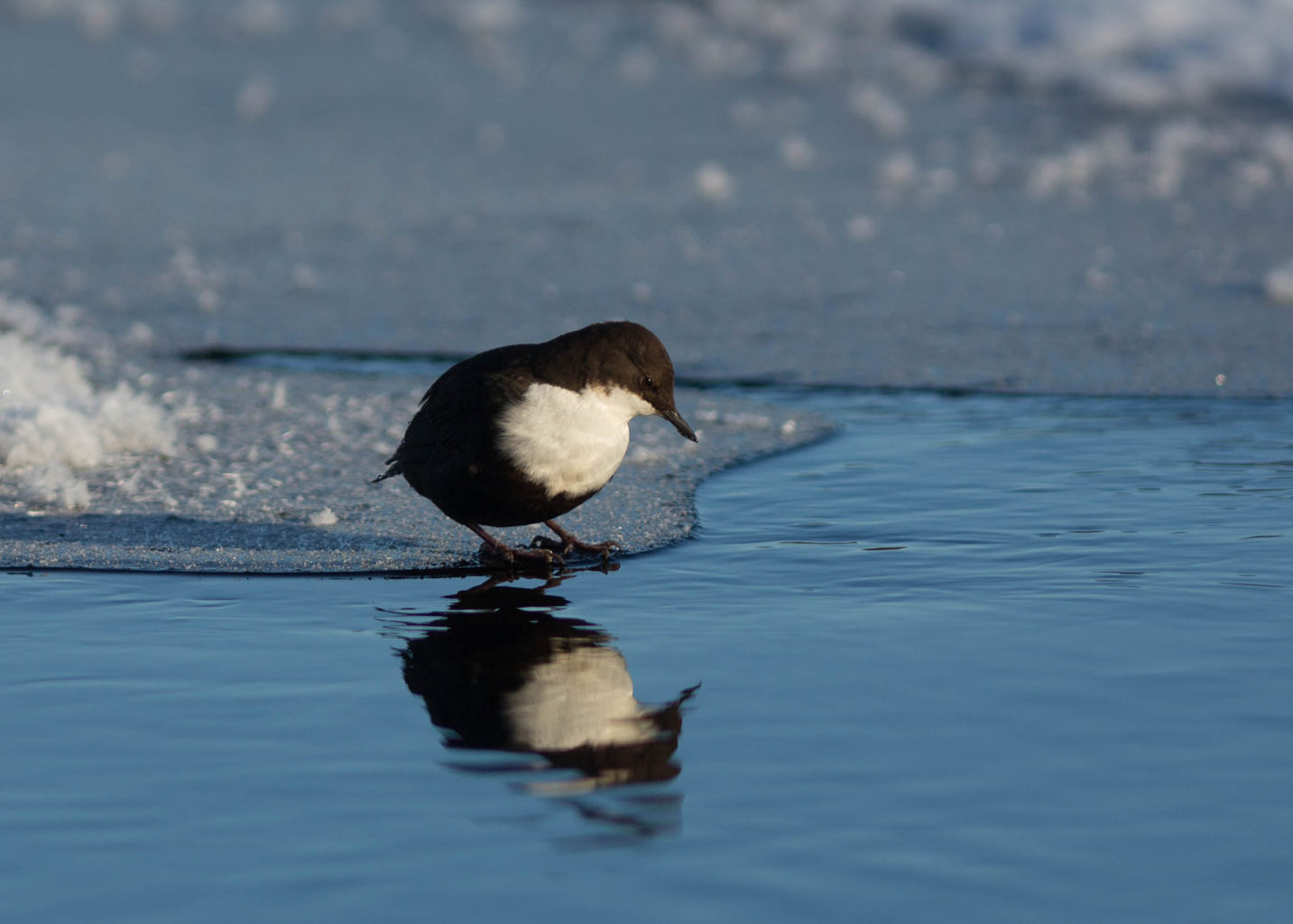 Valokuvaaja: Irma Kortekallio