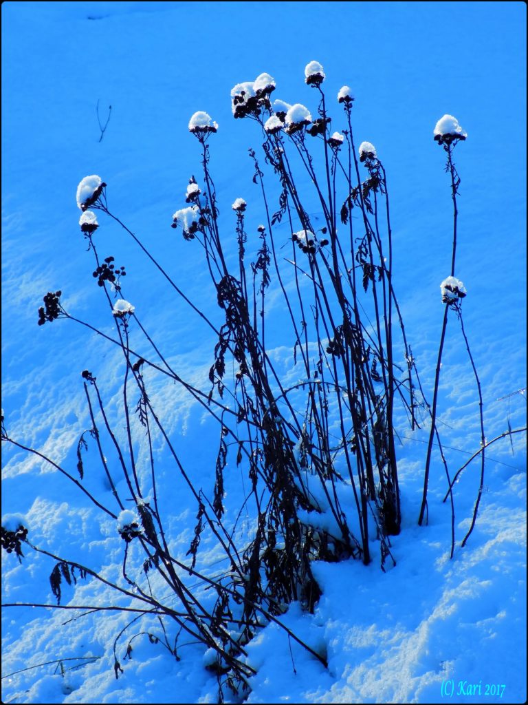 Valokuvaaja: Kari Saarinen