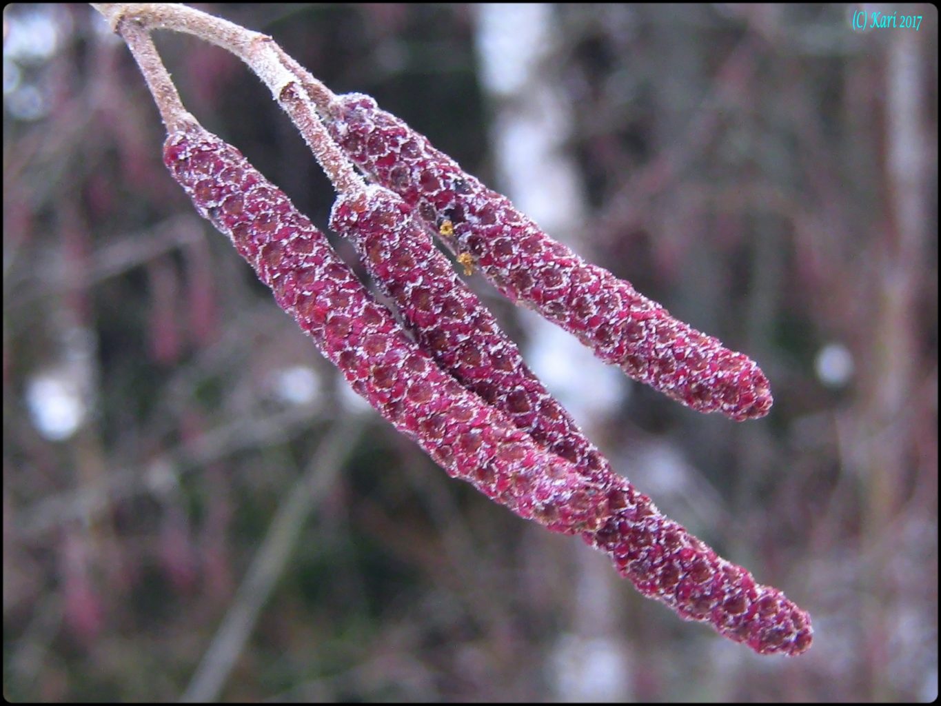 Valokuvaaja: Kari Saarinen